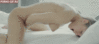 [480x214]<br>(1.615 Mb)