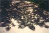 The Eclipse Tree (–) E.Israel
643x432
41.238 kb The Eclipse Tree (–) E.Israel
643x432
41.238 kb